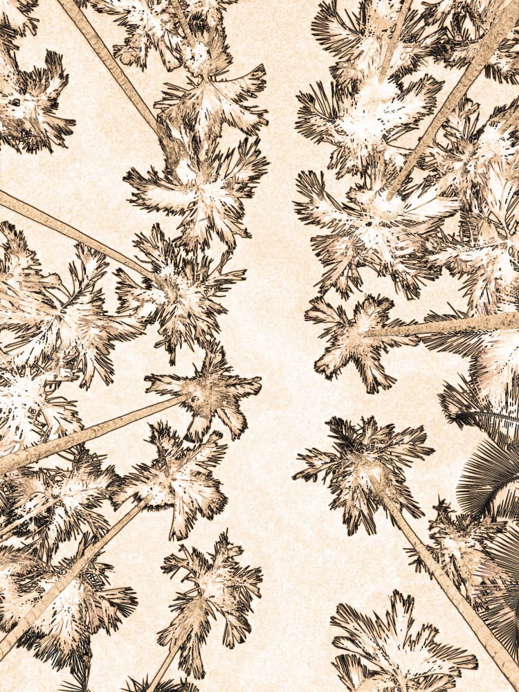 Sepia Palms Skyward by Santhosh ch — canvas wall art