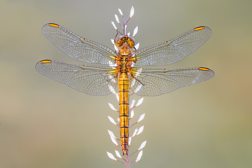 Golden Dragonfly Perched by Petar Sabol — canvas wall art