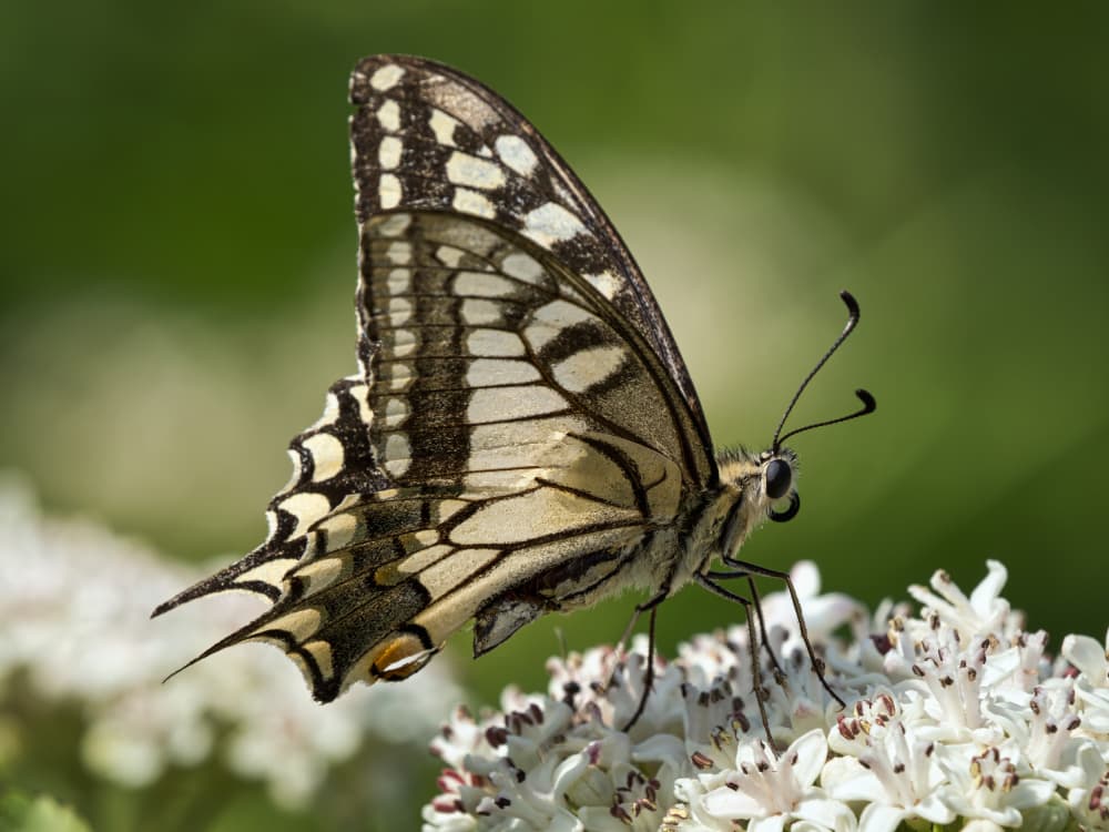 Swallowtail Butterfly Blossom by Jesus Concepcion Alvarado — canvas wall art