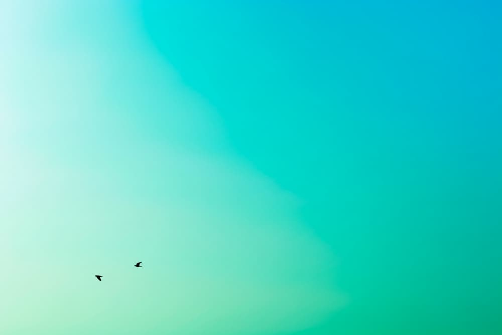 Two Birds Teal Sky by Tal Paz-Fridman — canvas wall art
