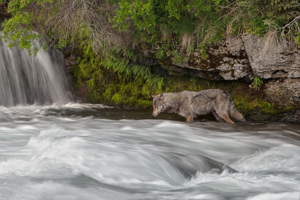 Wolf in Flowing Water by Nick Kalathas — canvas wall art