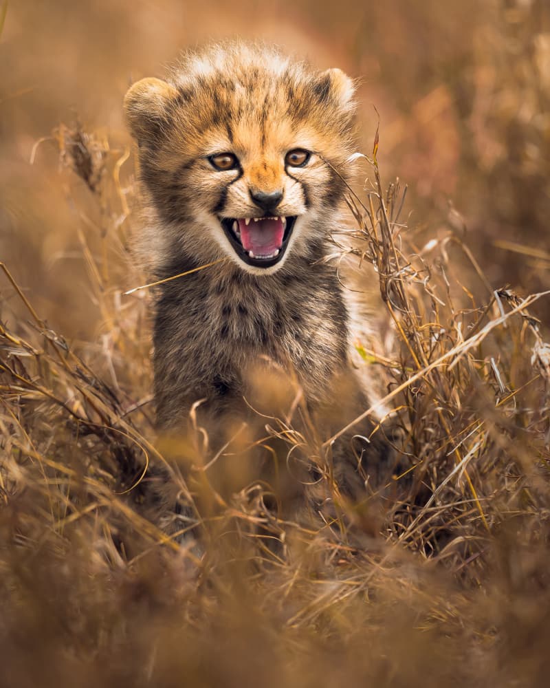 Fierce Cheetah Cub by Ahmed Sobhi — canvas wall art