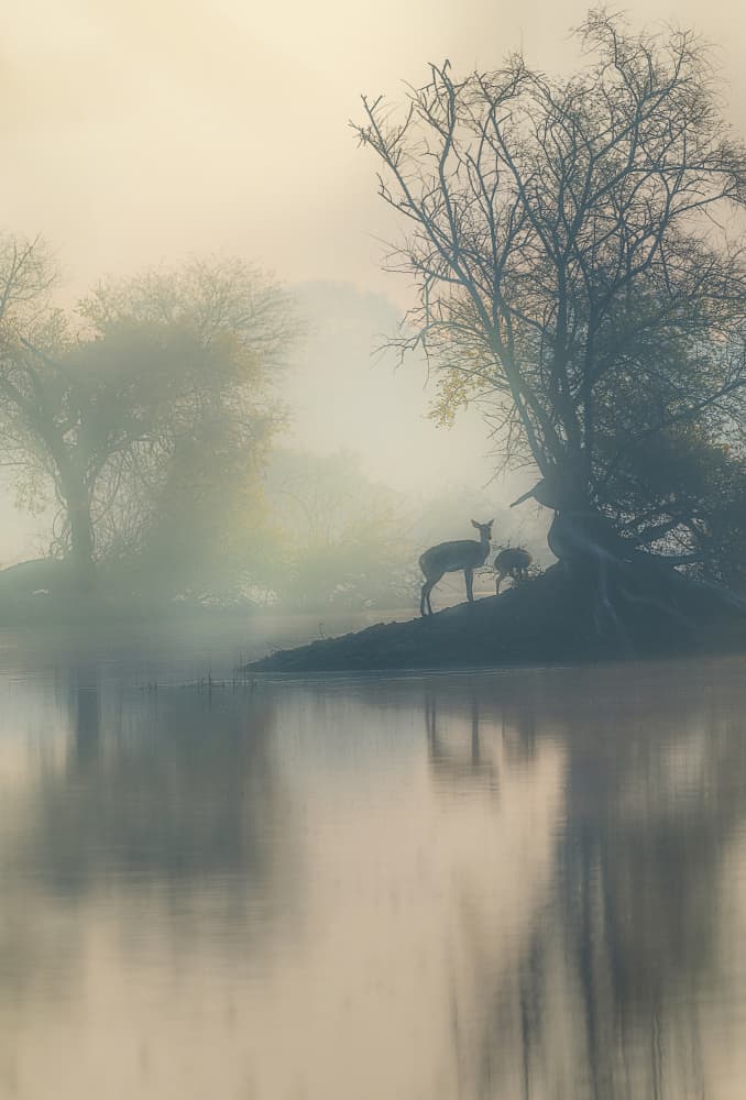 Deer by Misty Water by Jayanta Guha — canvas wall art