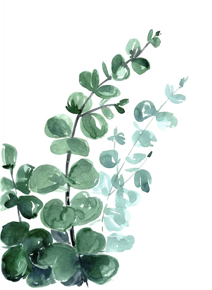 Soft Green Eucalyptus by Rosana Laiz Blursbyai — canvas wall art