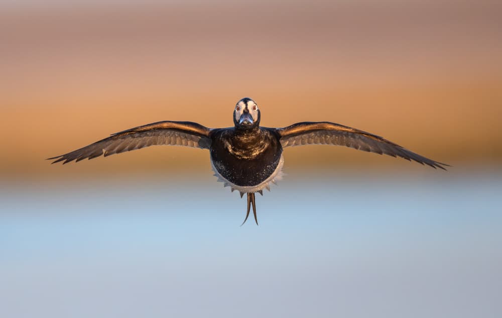Long-tailed Duck Flight by Greg Barsh — canvas wall art