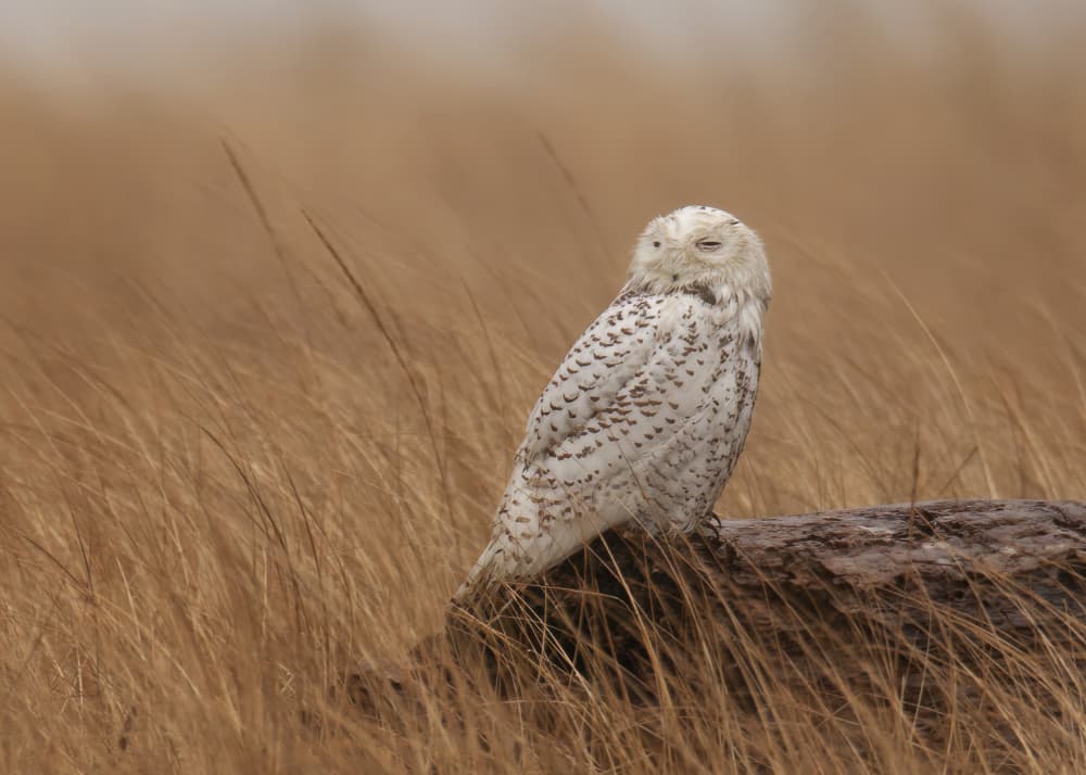 Peaceful Snowy Owl by Amy Marques — canvas wall art