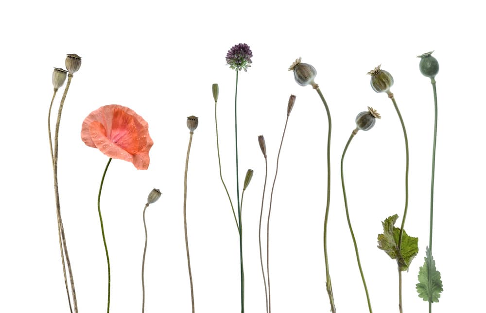 Poppy And Pod Still Life by Lotte Grønkjær — canvas wall art