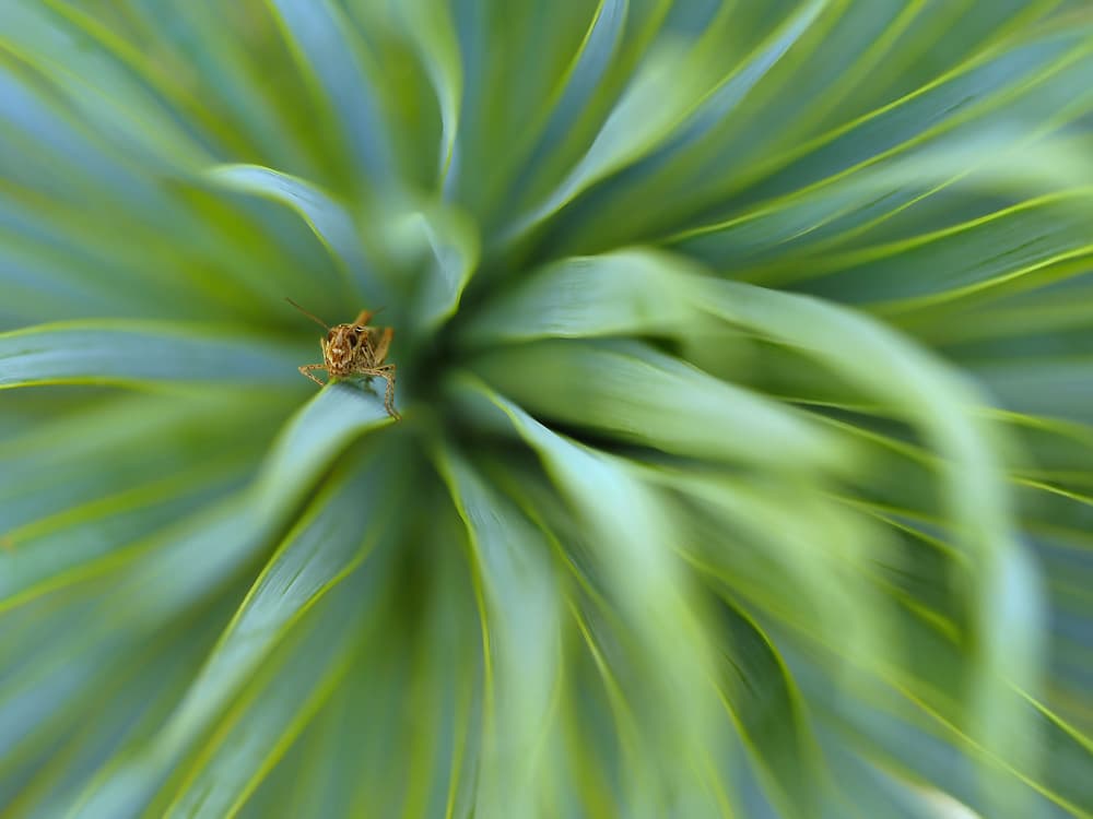 Macro Insect on Leaves by Thierry Dufour — canvas wall art