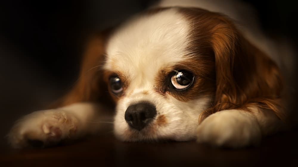 Adorable Puppy Eyes by Kaisyakuji Yushi — canvas wall art