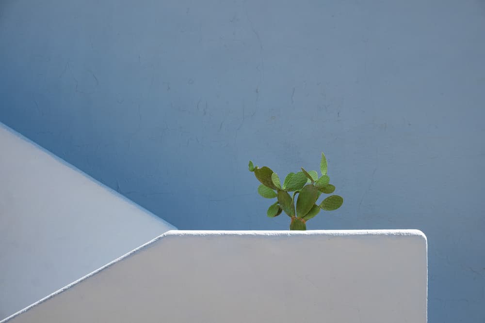 Green Cactus Blue Wall by Rolf Endermann — canvas wall art