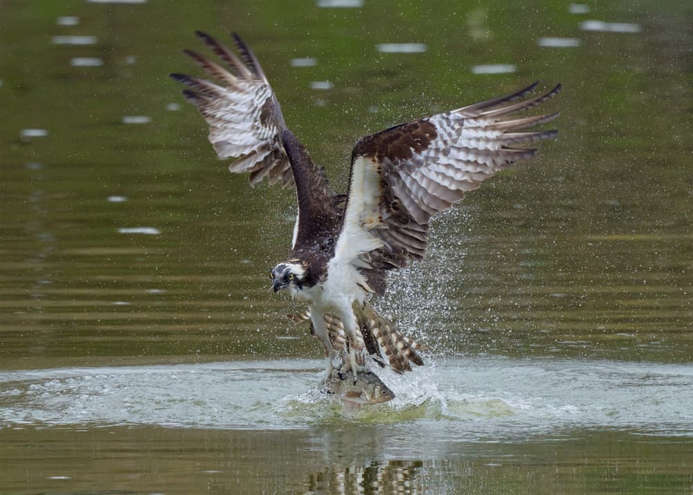 Osprey Fish Catch Action by Johnny Chen — canvas wall art