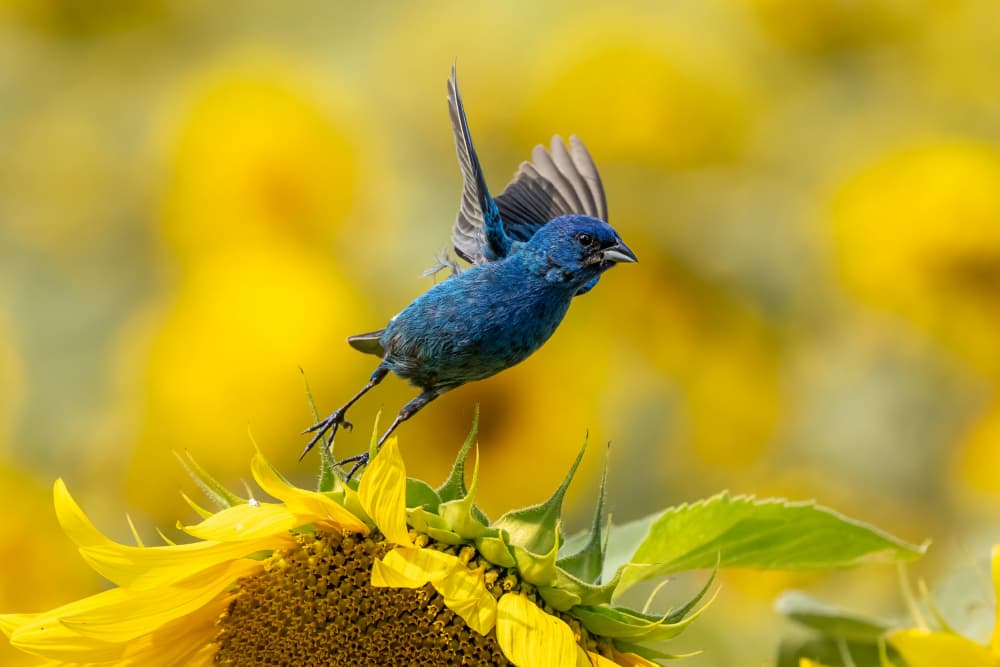 Blue Bird Over Sunflower by Steven Zhou — canvas wall art