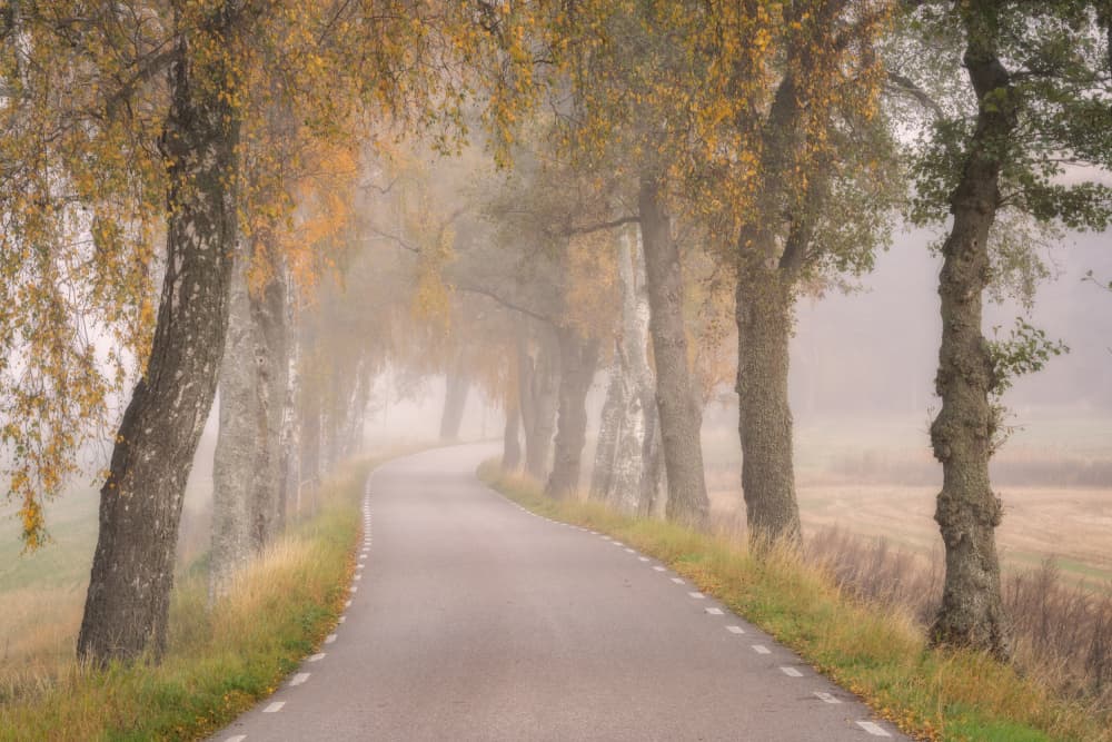Misty Autumn Road by Ludwig Riml — canvas wall art