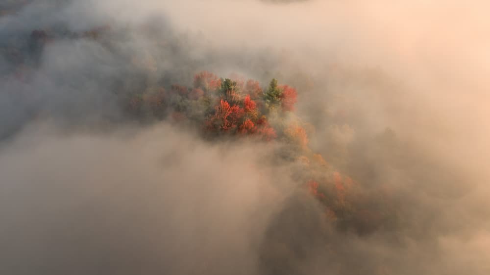 Misty Autumn Forest by John Fan — canvas wall art