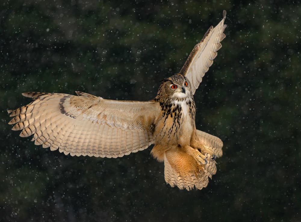 Majestic Owl In Flight by Susan Breau — canvas wall art