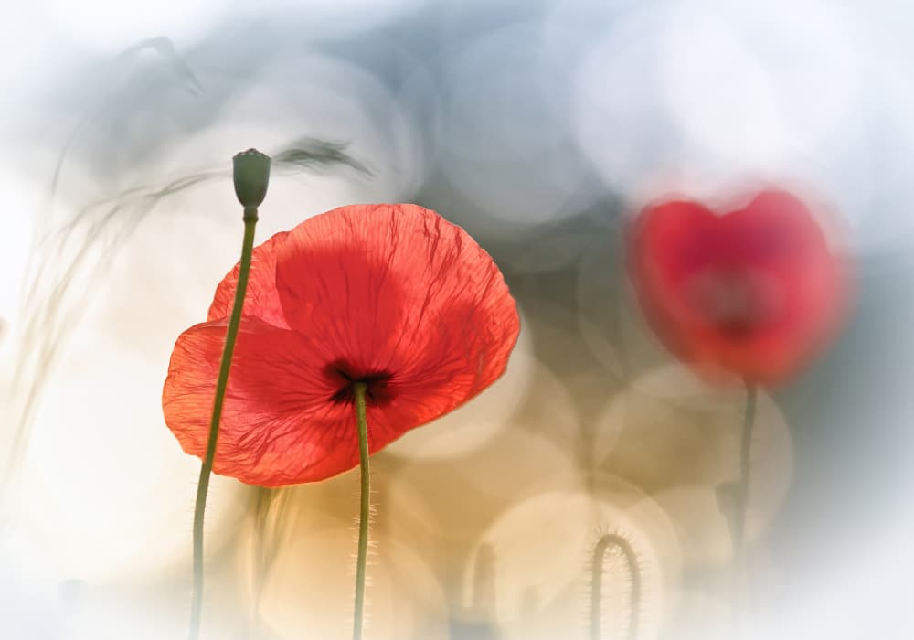 Dreamy Red Poppies