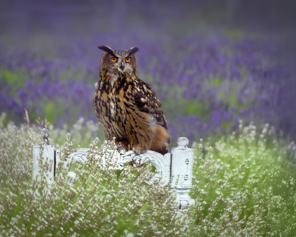 Watchful Owl Purple Field by Michaela Firešová — canvas wall art