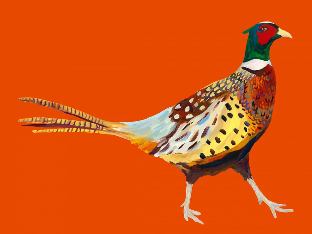 Colorful Walking Pheasant by Alice Straker — canvas wall art