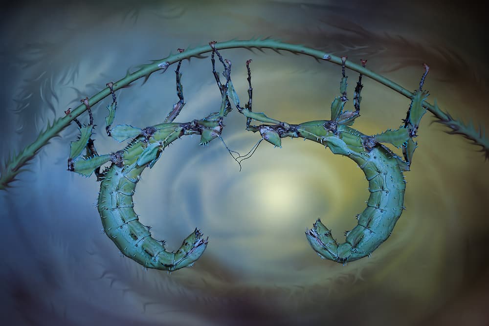 Ethereal Leaf Insects by Jimmy Hoffman — canvas wall art