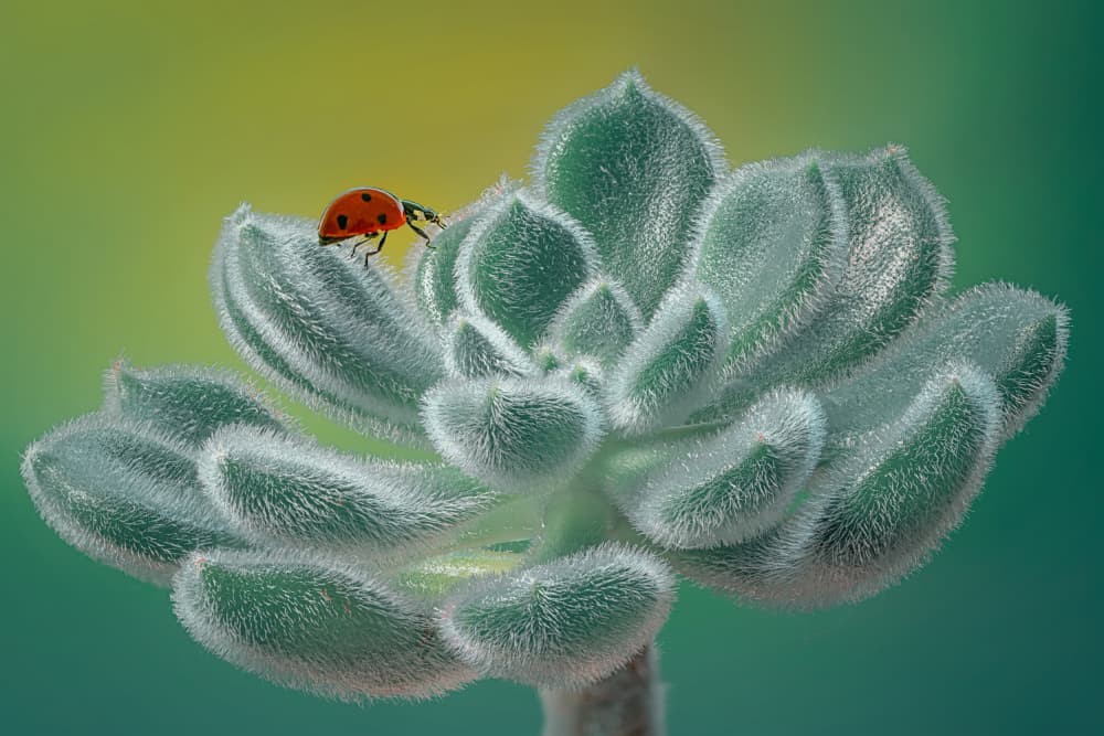 Soft Succulent Ladybug by Lydia Jacobs — canvas wall art