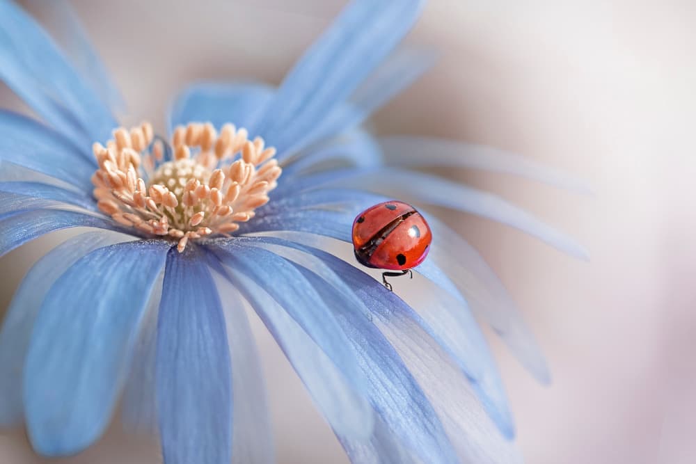 Red Ladybug Blue Flower by Jacky Parker — canvas wall art
