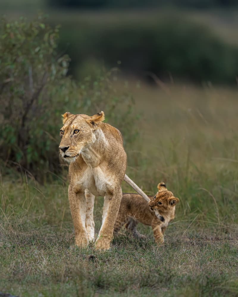 African Lioness And Cub by Yogesh Bhatia — canvas wall art