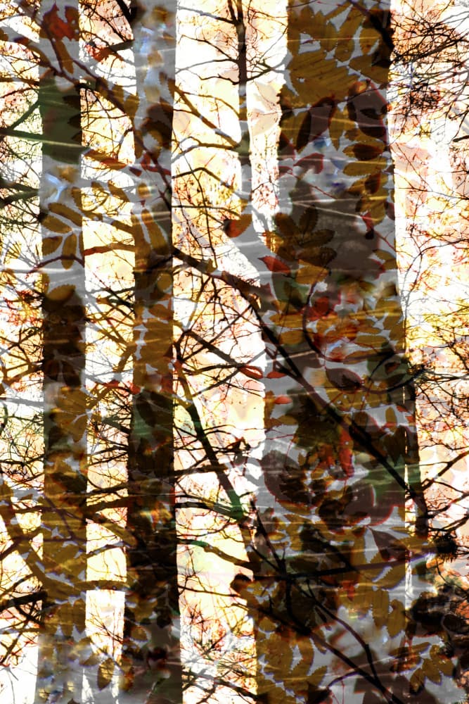 Golden Forest Layers by Christina Sillen — canvas wall art