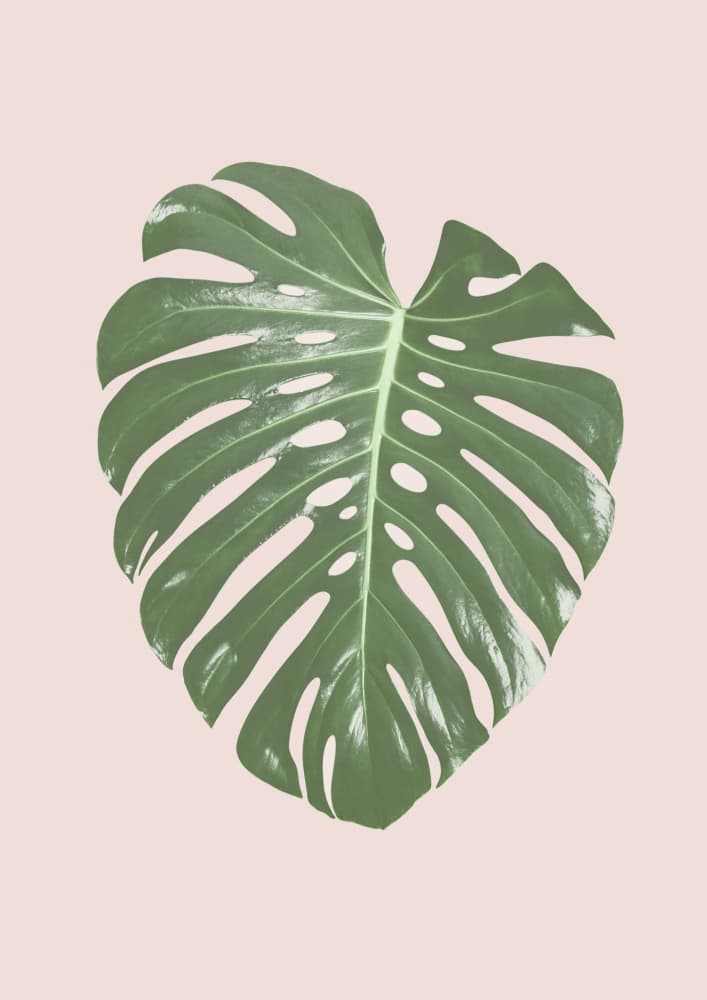 Monstera Leaf Blush by Kathrin Pienaar — canvas wall art
