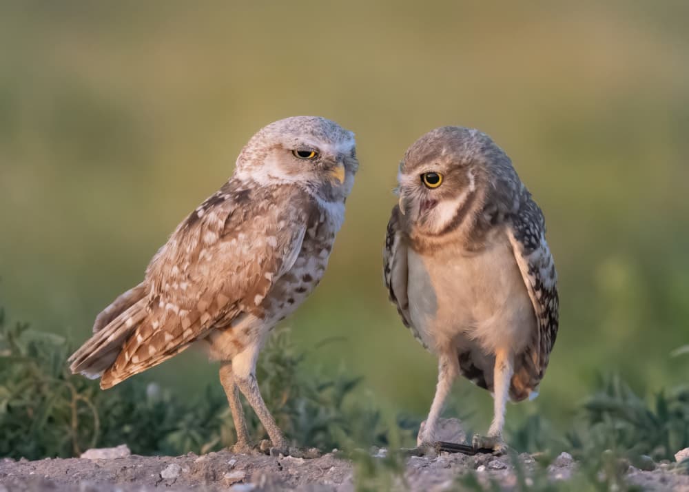 Curious Burrowing Owls by Ming Chen — canvas wall art