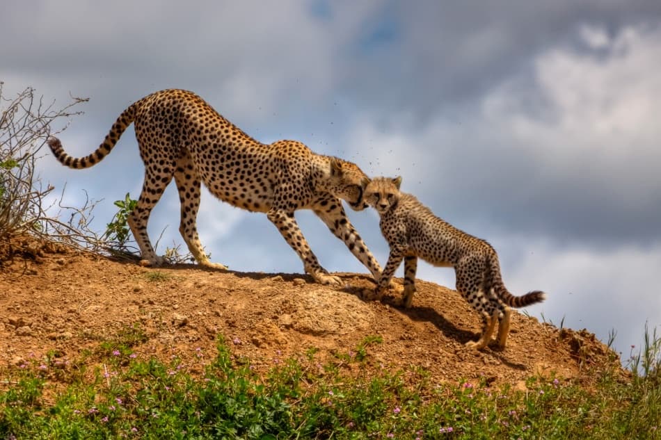 Cheetah Mother and Cub by Amnon Eichelberg — canvas wall art
