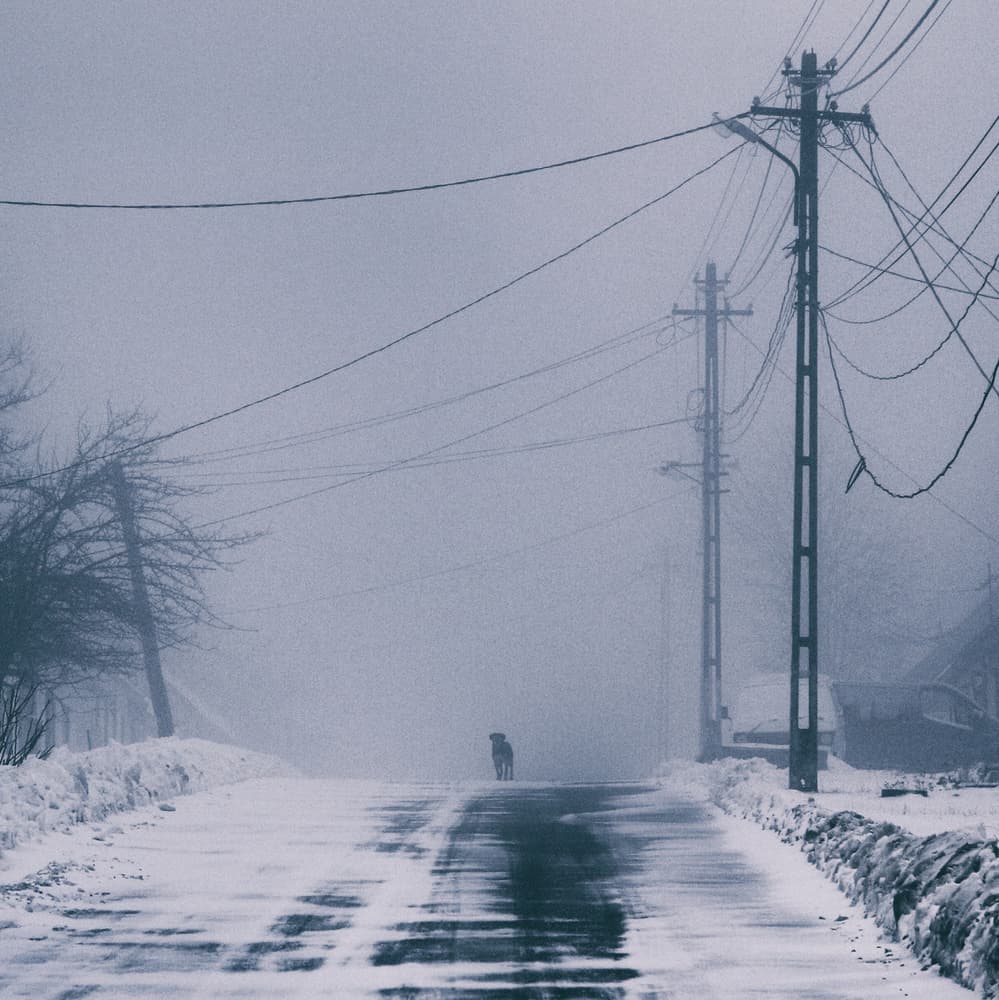 Lone Dog Winter Road by Marchevca Bogdan — canvas wall art