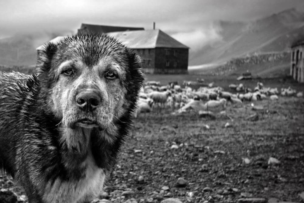 Watchful Mountain Dog by Eyal Bussiba — canvas wall art