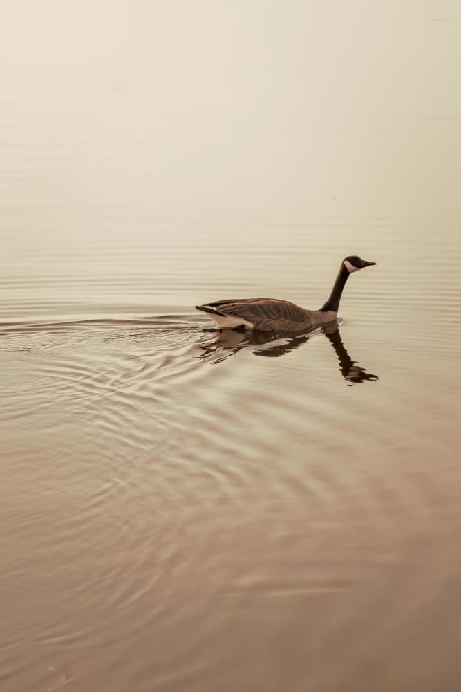 Serene Goose Reflection by Stephanie Klatt — canvas wall art