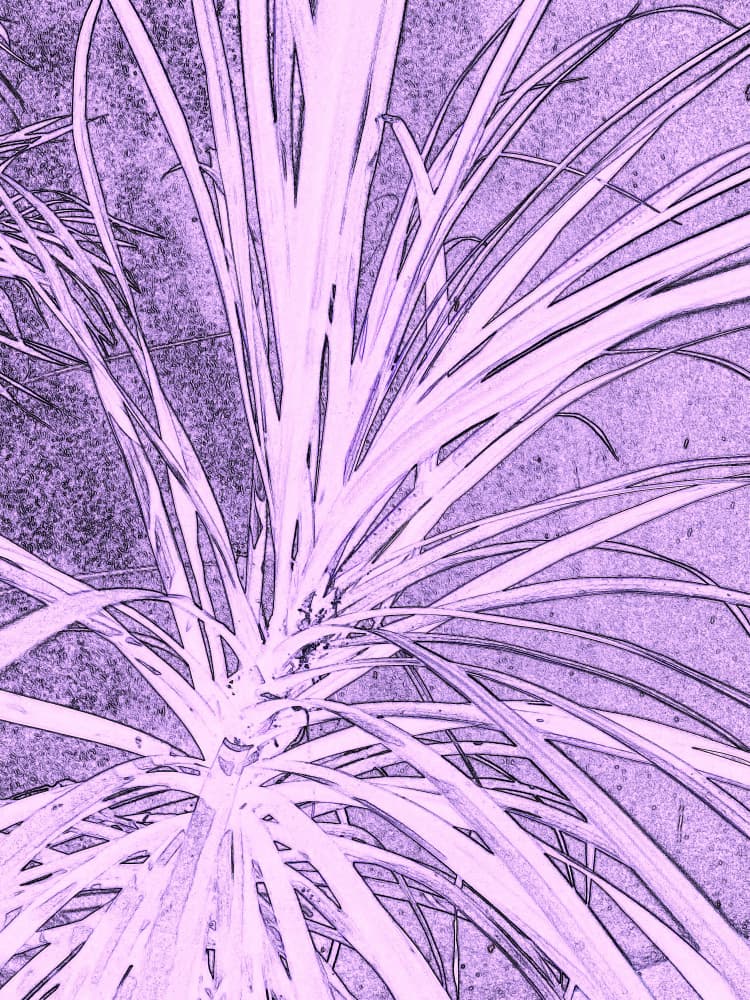 Purple Botanical Sketch by Santhosh ch — canvas wall art