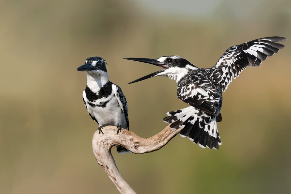 Dynamic Kingfisher Duet by Eyal Amer — canvas wall art