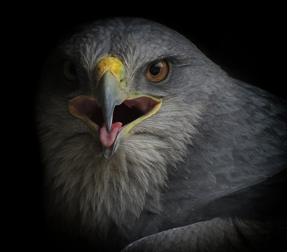 Fierce Grey Eagle by Ferdinando Valverde — canvas wall art