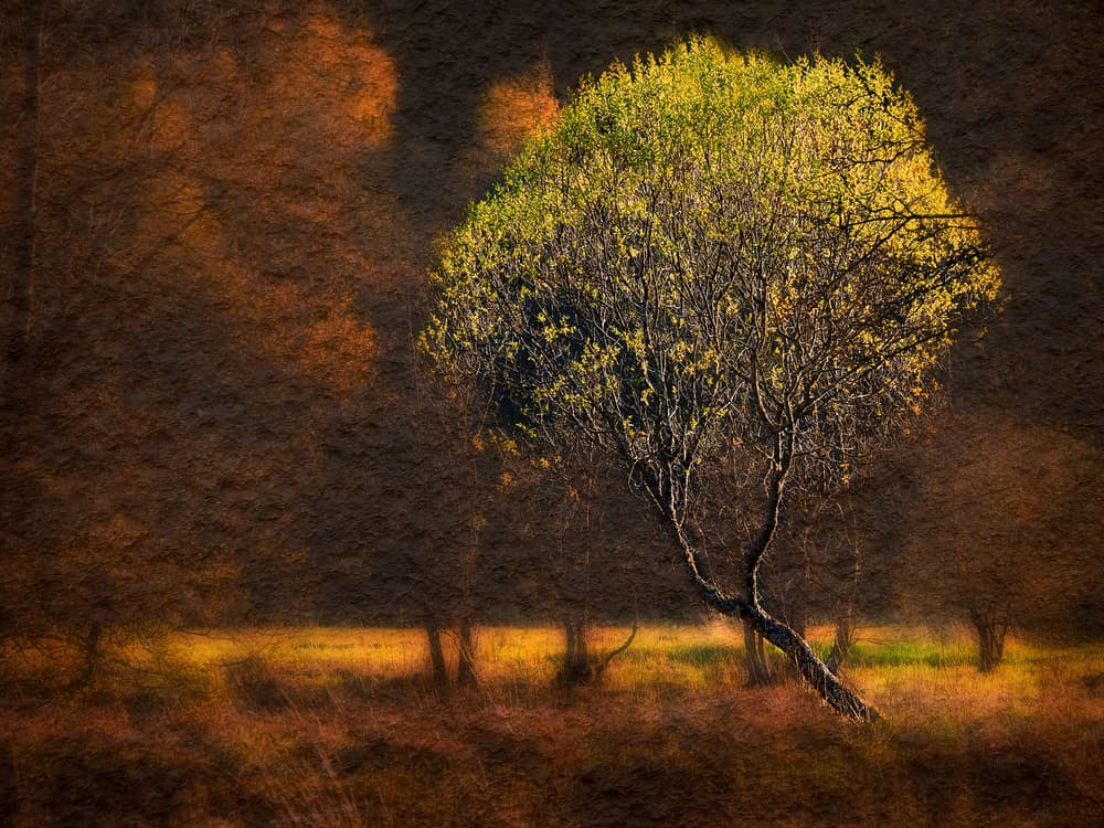 Glowing Autumn Tree by Bjorn Emanuelson — canvas wall art