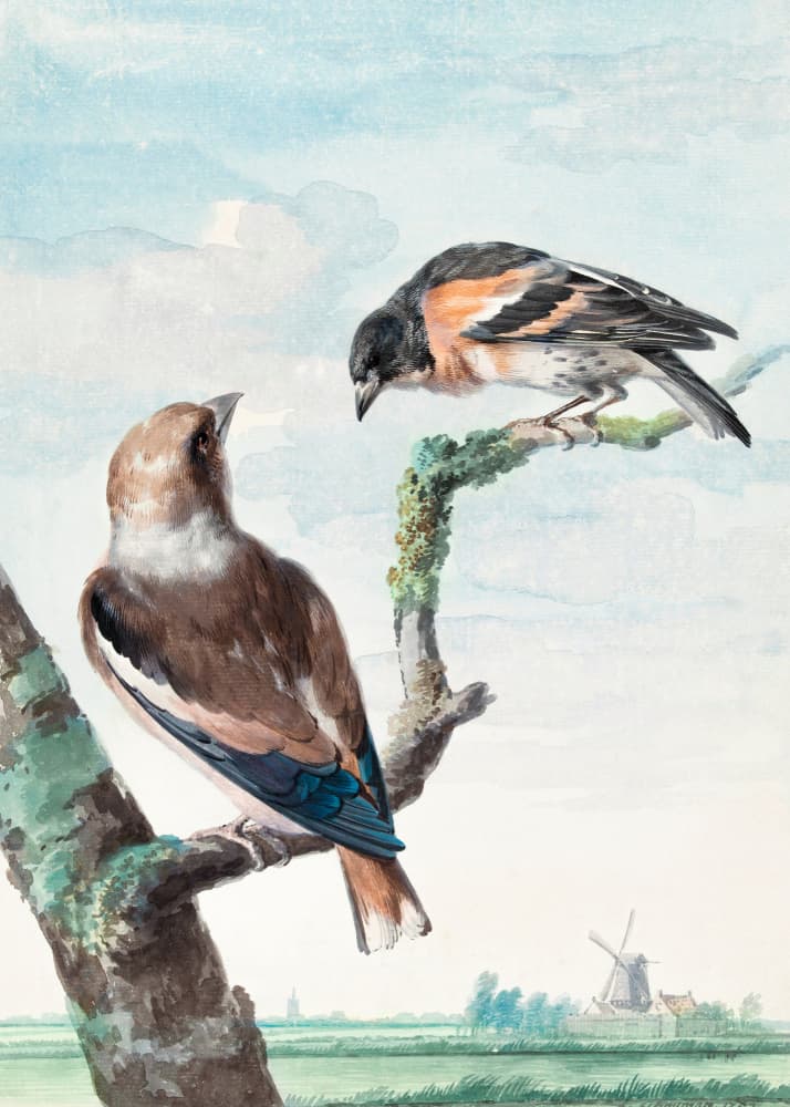 Two Birds  Hawfinch by Aert Schouman — canvas wall art