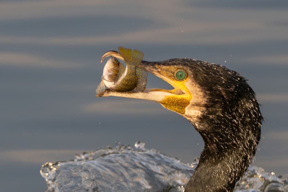 Cormorant Catches Fish by Guy Wilson — canvas wall art
