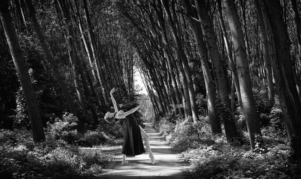 Elegant Forest Ballet by Miodrag Kosanovic — canvas wall art