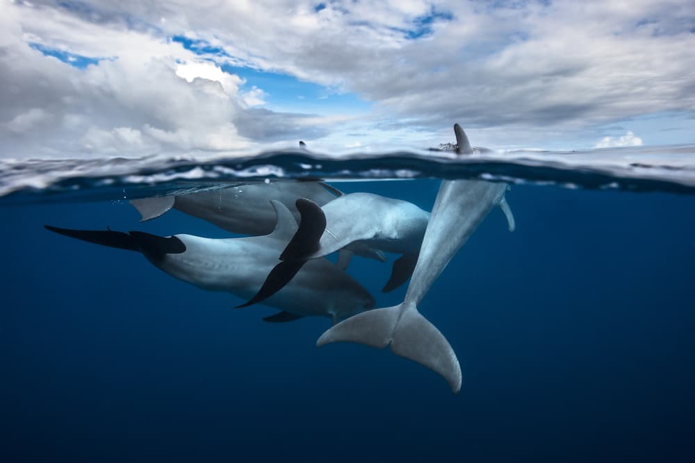 Swimming Dolphins Above and Below by Barathieu Gabriel — canvas wall art