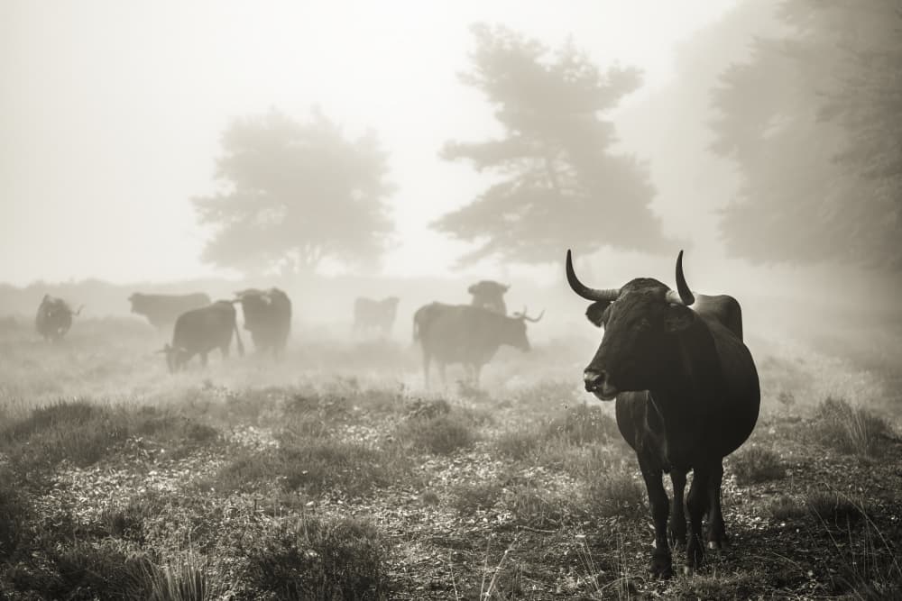 Misty Morning Cows by Marion Keijzer — canvas wall art