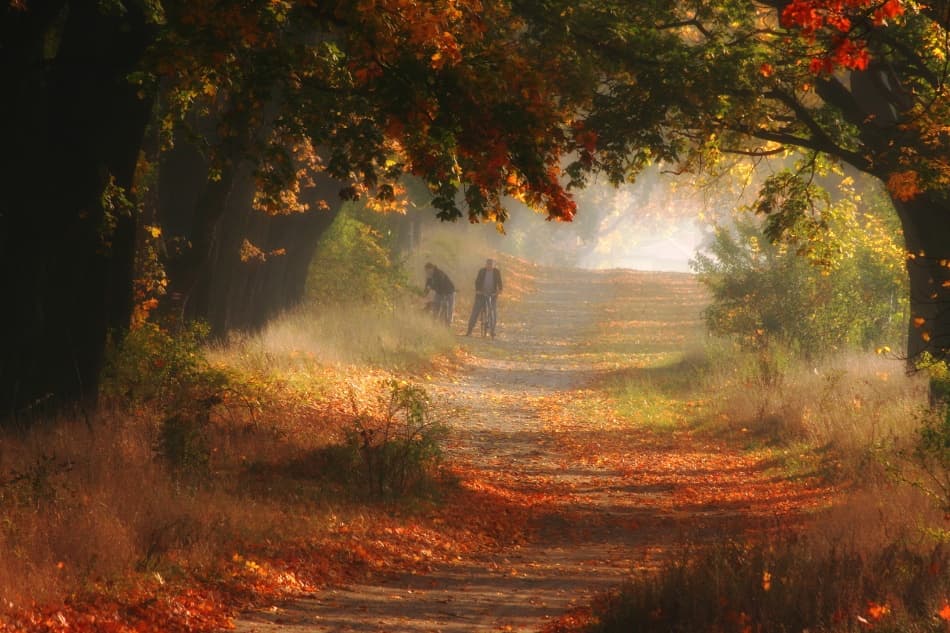 Misty Autumn Forest Path by Przemyslaw Kruk — canvas wall art