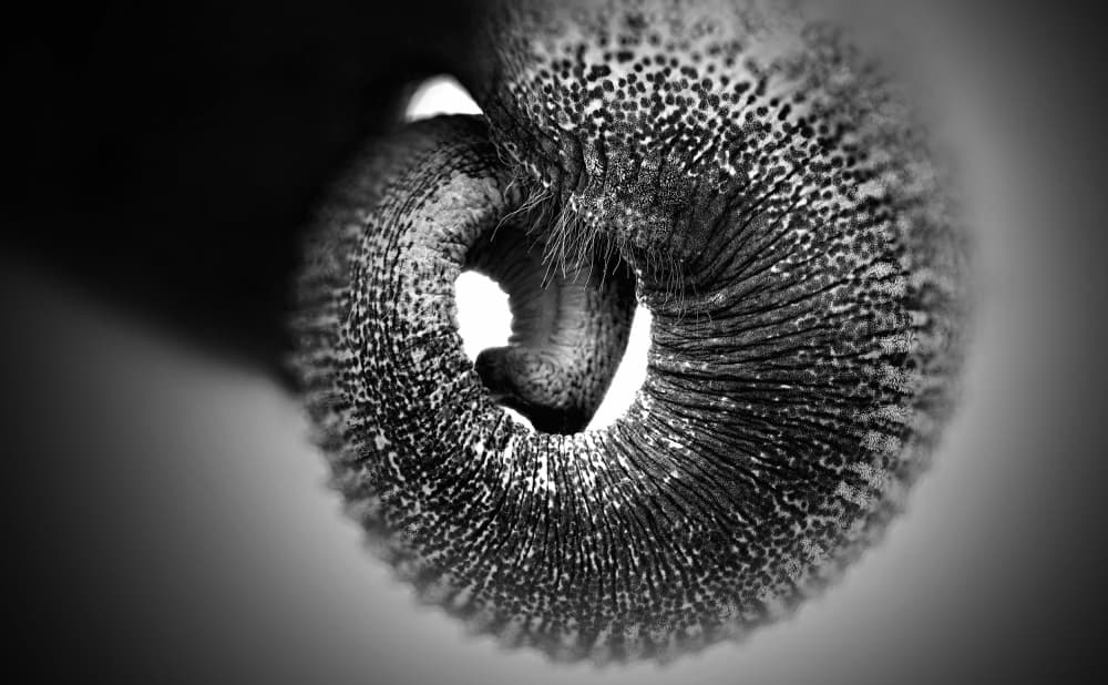 Elephant Trunk Texture by Antje Wenner-Braun — canvas wall art