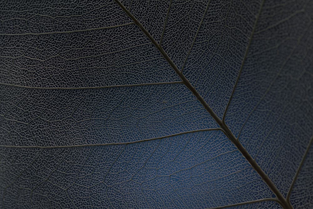 Dark Botanical Veins by Lotte Grønkjær — canvas wall art