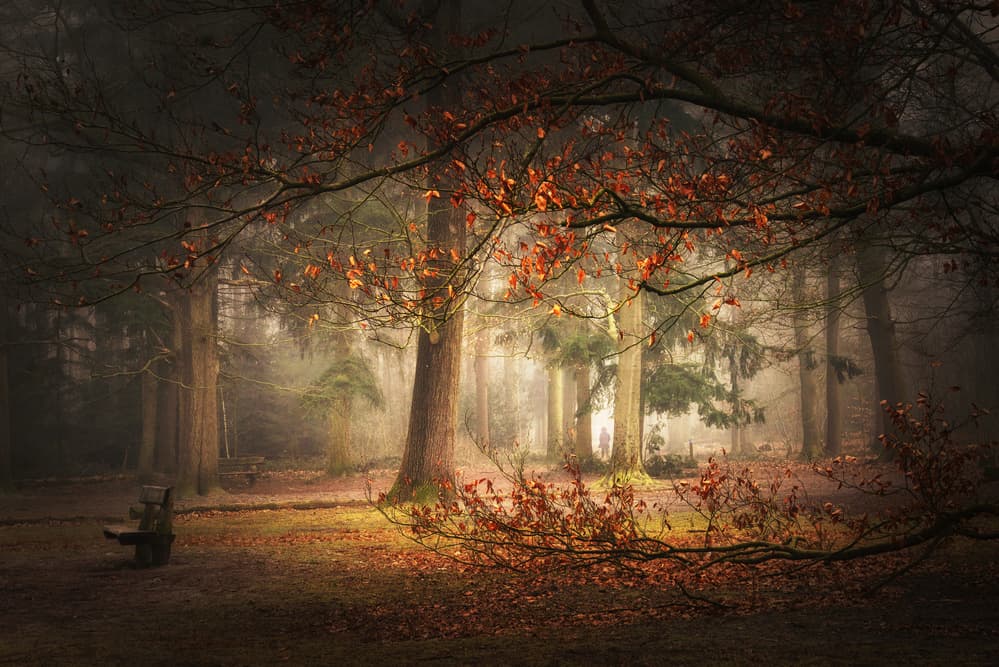 Dream forest by Saskia Dingemans — canvas wall art