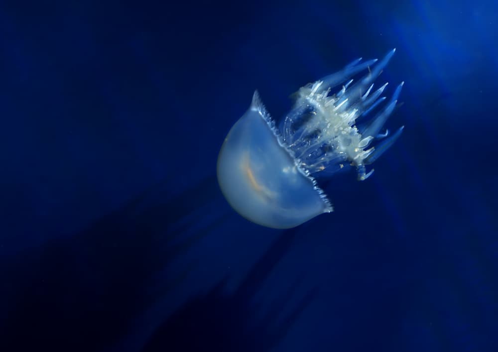 Deep Blue Jellyfish by Kaisyakuji Yushi — canvas wall art