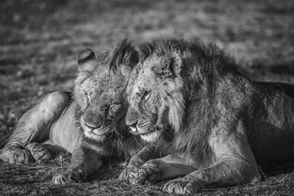 Lion Brothers Resting by Jeffrey C. Sink — canvas wall art