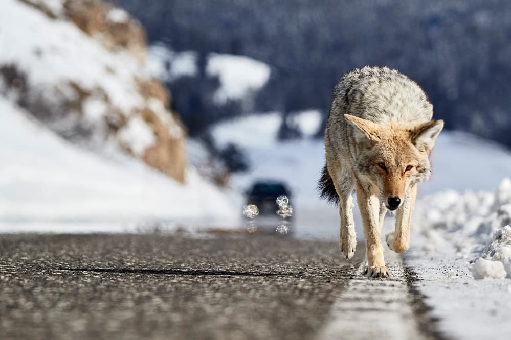 Coyote On Snowy Road by Peter Hudson — canvas wall art