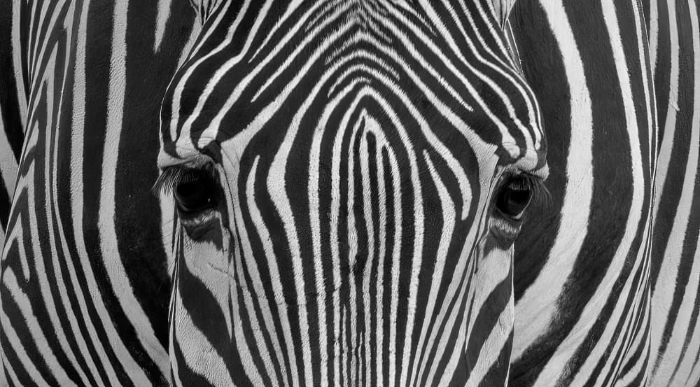 Zebra Stripes and Gaze by MIN LI — canvas wall art